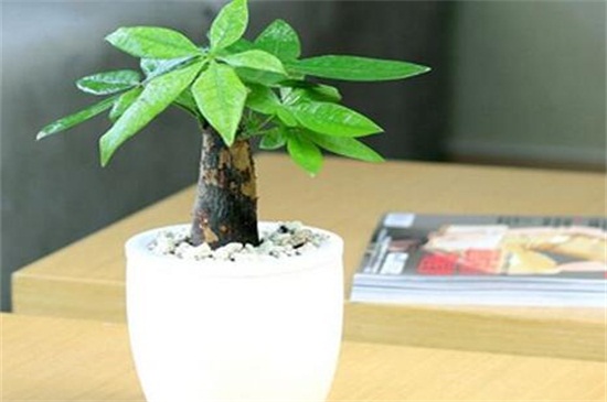 室内放什么植物可以净化空气，盘点十大强力净化空气的植物