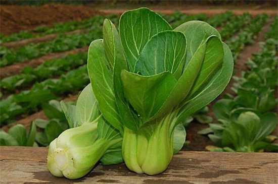 可反复采摘的蔬菜，盘点十大生长速度快的蔬菜