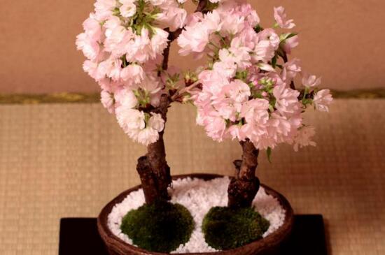 日本的国花是樱花吗，菊花、樱花“二雄”争霸