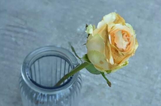 香槟玫瑰花语是什么，送女友送爱人的花语自撰