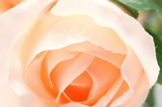 香槟玫瑰花语是什么，送女友送爱人的花语自撰