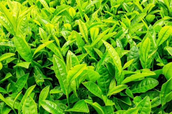 绿茶和红茶哪个好，夏季喝绿茶冬季喝红茶最适宜