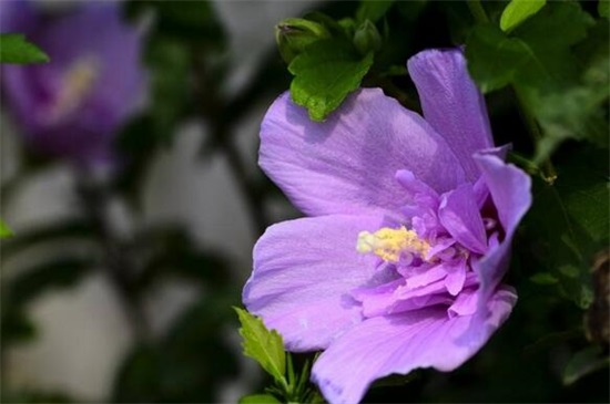 紫色分为哪几种紫，10种紫色花朵教你分辨深浅紫色