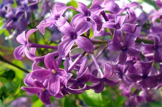 哪些植物的花是紫色的 紫色的花 紫色花代表什么意思 大盆景网