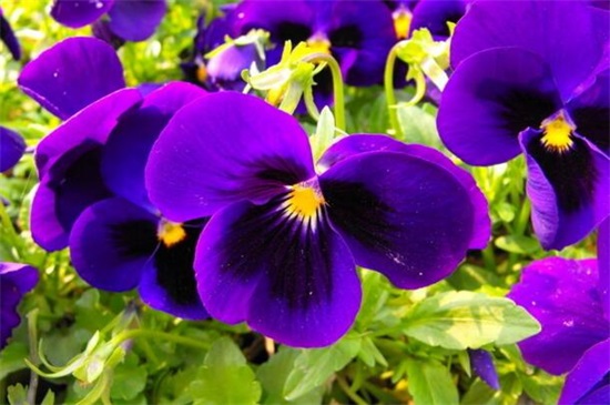 紫色分为哪几种紫，10种紫色花朵教你分辨深浅紫色
