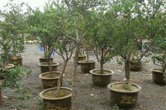 石榴树一到3年修剪视频，定植养型/修剪多余枝条促进生长