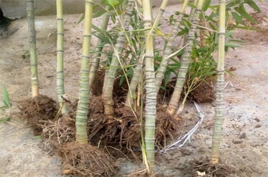 竹子什么时候移栽易成活，三月份前后或者秋季/(附移栽方法)