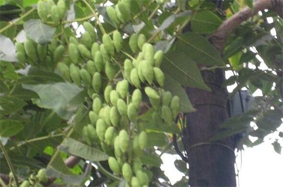 香椿树结的果实有什么用，繁殖/做菜可促进身体健康