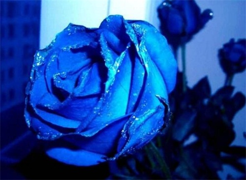 蓝色妖姬19朵代表什么，浪漫永恒的蓝色爱恋
