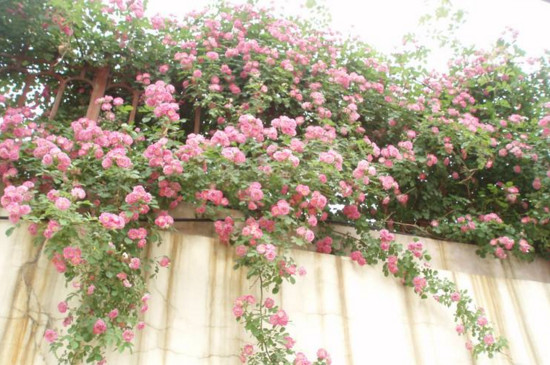 蔷薇花几年能爬满墙