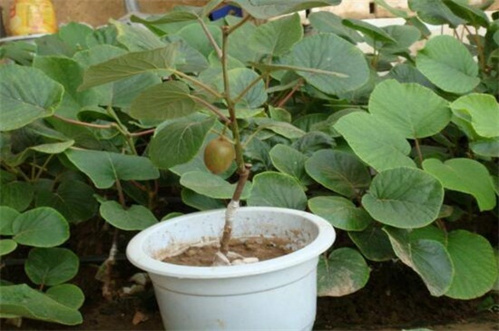 山东农科院果树新品种，盘点八大最新果树品种