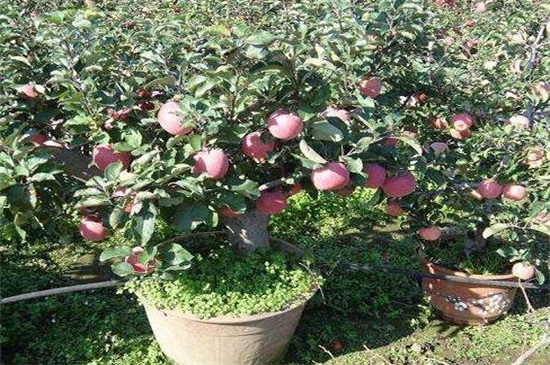 山东农科院果树新品种，盘点八大最新果树品种