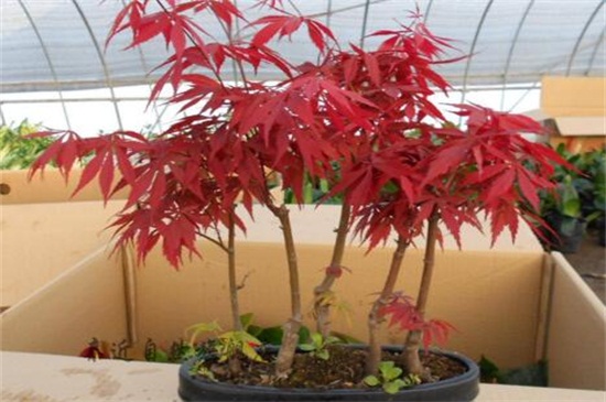 红枫树种植方法，4个步骤种植出茂盛的红枫树