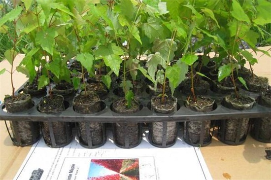 红枫树种植方法，4个步骤种植出茂盛的红枫树