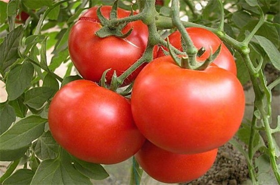 常见的红色的菜叫什么，8种常见的红色蔬菜