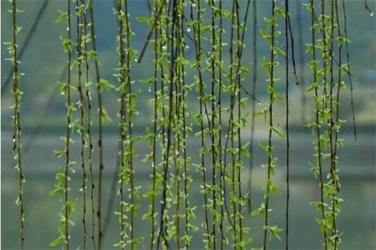 万条垂下绿丝绦是什么季节，春季的时候柳树长出垂柳枝