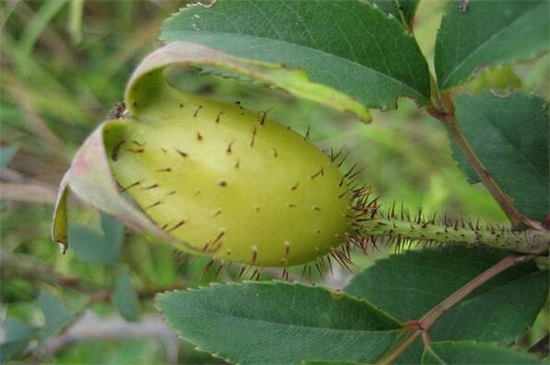 盘点黄色带刺的水果，九种最常见有刺的黄色水果
