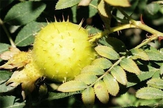 盘点黄色带刺的水果，九种最常见有刺的黄色水果