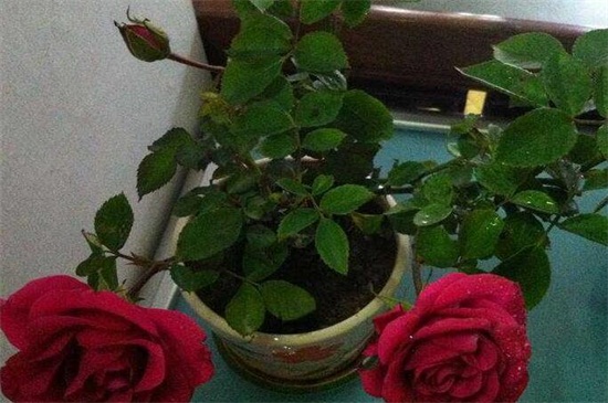 玫瑰花扦插繁殖方法，掌握4个要点可让玫瑰百分百成活