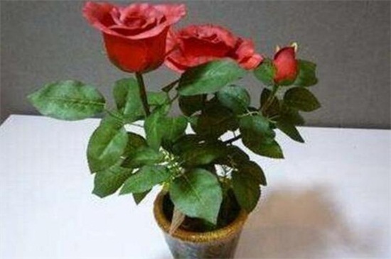 玫瑰花扦插繁殖方法，掌握4个要点可让玫瑰百分百成活