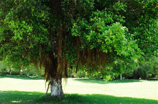 菩提树的寓意 菩提树 菩提树的典故是 大盆景网手机版