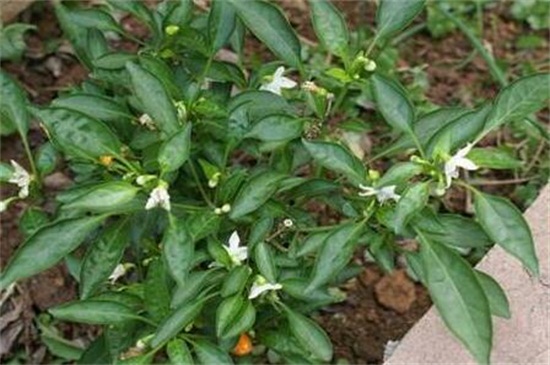 为什么辣椒开花后花朵掉落，掌握4种方法即可对症下药