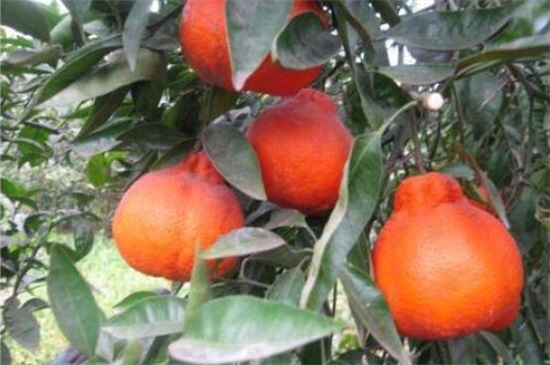 目前最高端的柑桔品种，盘点10大最受欢迎的柑橘