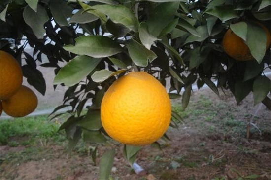 目前最高端的柑桔品种，盘点10大最受欢迎的柑橘