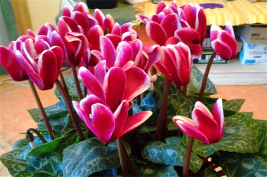 二月什么花开 盘点10种二月开花最美的植物 花语网