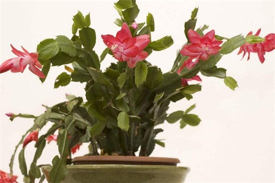 二月什么花开 盘点10种二月开花最美的植物 花语网
