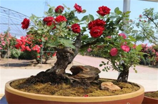 盆栽月季的养护，六个步骤养殖出美丽的盆栽月季