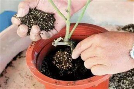 盆栽月季的养护，六个步骤养殖出美丽的盆栽月季