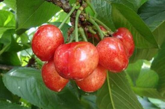目前最好的大樱桃品种，美早不仅果实大而味美营养也高