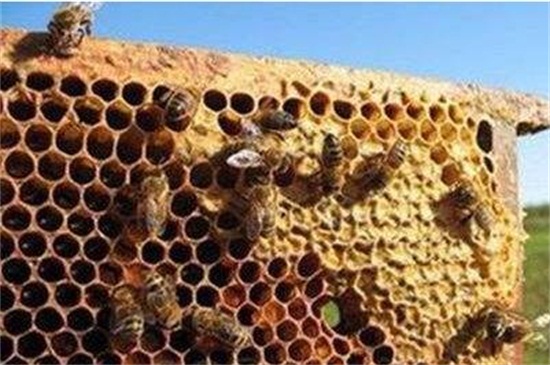引诱蜜蜂最快的方法，5种快速招引蜜蜂的小妙招
