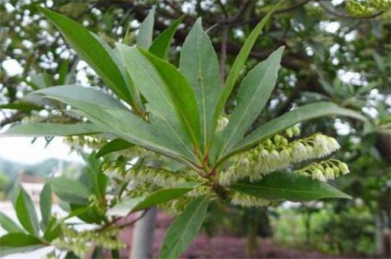 金刚菩提是什么植物的种子，圆果杜英的种子