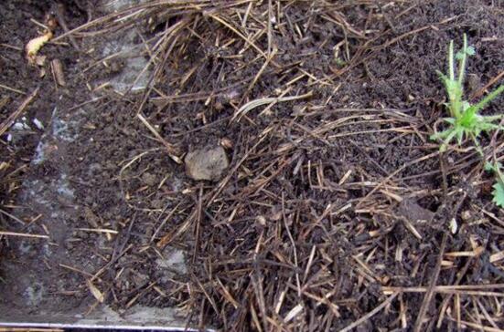 松针土能直接种花吗，高温消毒处理后种植