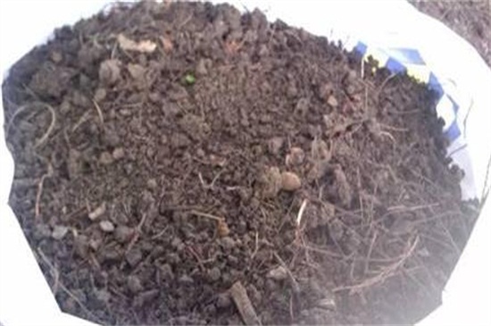 松针土能直接种花吗，高温消毒处理后种植