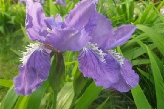 紫蝴蝶花怎么养