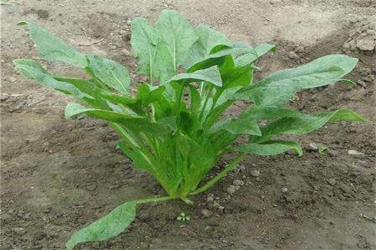 菠菜啥时候种
