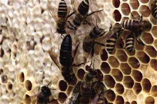 怎样养蜜蜂它才不跑，5种方法防止蜜蜂飞走