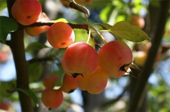 小苹果叫什么水果，像苹果的海棠果