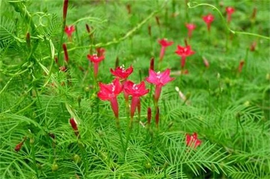 什么花是红色的 盘点十大最艳红的花 花语网