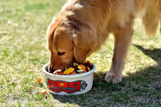 狗狗吃草是什么原因，缺乏营养患上异嗜症