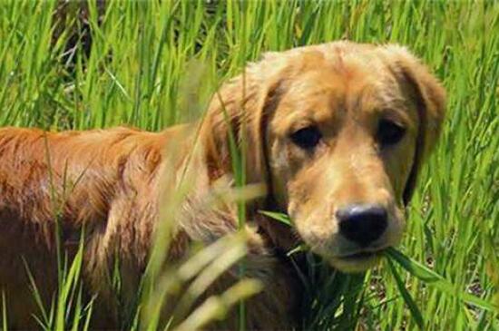 狗狗吃草是什么原因，缺乏营养患上异嗜症