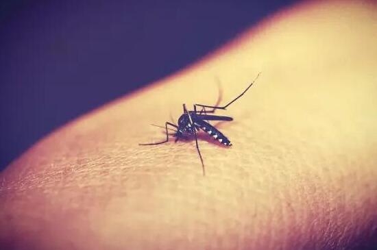 为什么总被蚊子咬，详解蚊子“对象”的特征