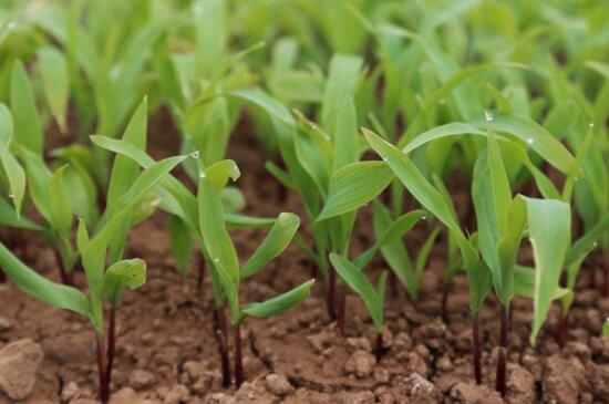 玉米的生长过程，从播种到成熟五个阶段
