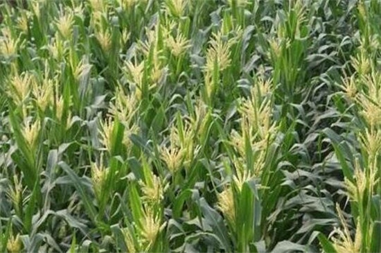玉米的生长过程，从播种到成熟五个阶段