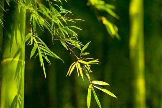竹子生长过程，无性到有性繁殖周期交替