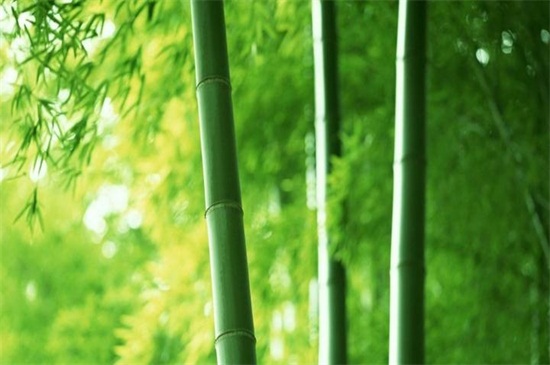 竹子生长过程，无性到有性繁殖周期交替