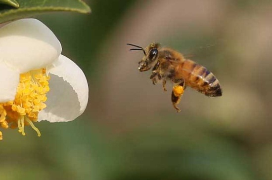 治切叶蜂的小妙招，4个方法巧治切叶蜂